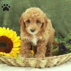 Felicity, Miniature Poodle Puppy