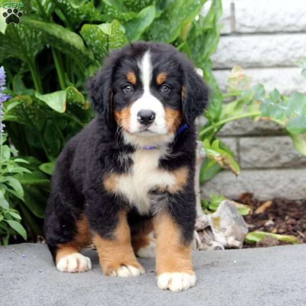 Felix, Bernese Mountain Dog Puppy