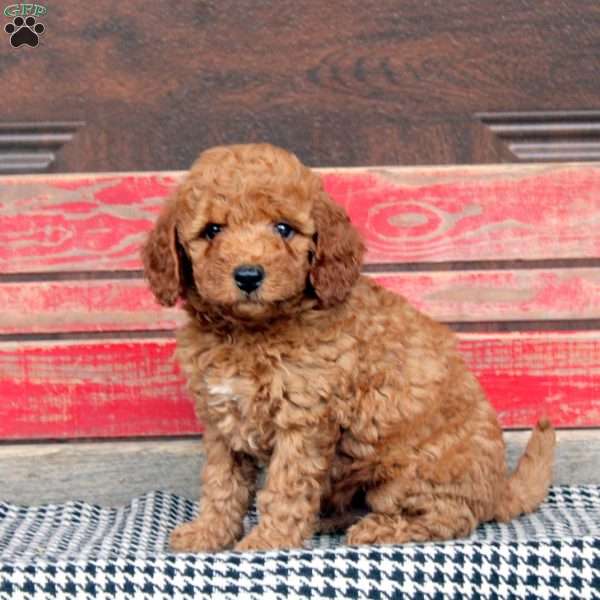 Felix, Miniature Poodle Puppy