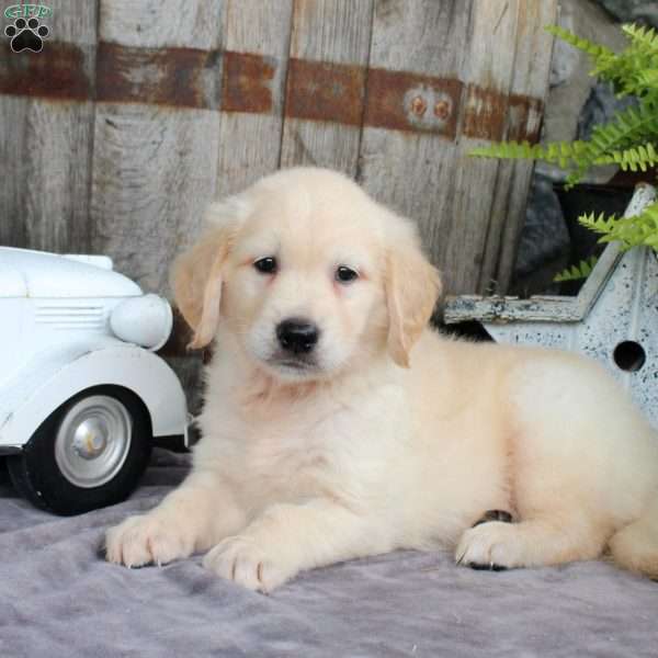 Felix, Golden Retriever Puppy