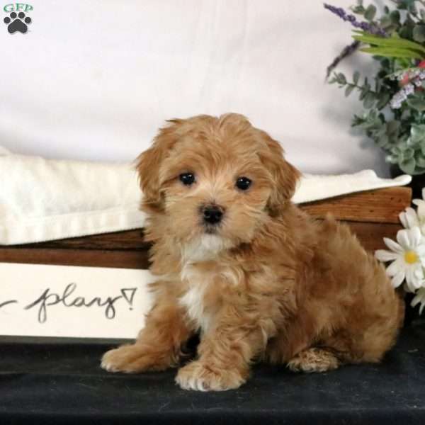 Ferdinand, Maltipoo Puppy