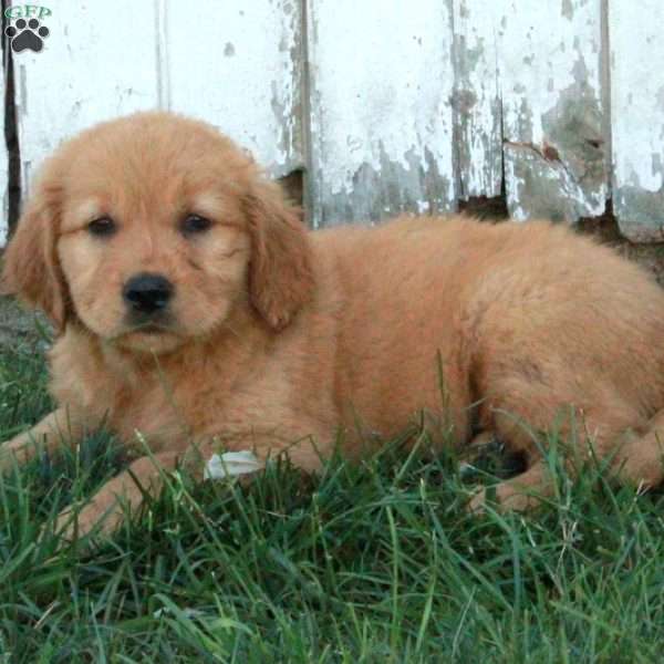 Fern, Golden Retriever Puppy