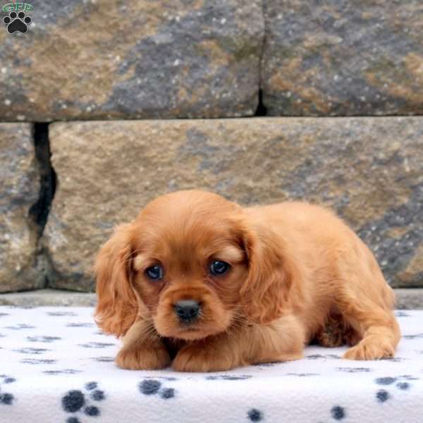 Fern, Cavalier King Charles Spaniel Puppy