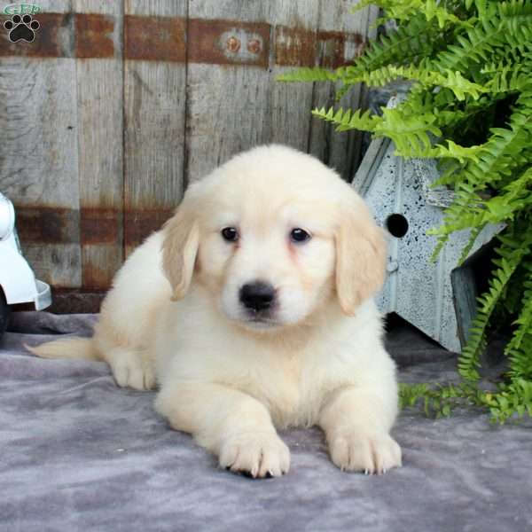 Fern, Golden Retriever Puppy