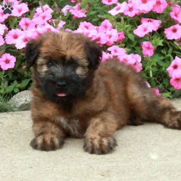 Fernando, Soft Coated Wheaten Terrier Puppy