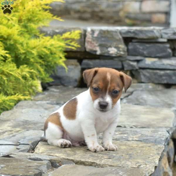 Fin, Jack Russell Terrier Puppy