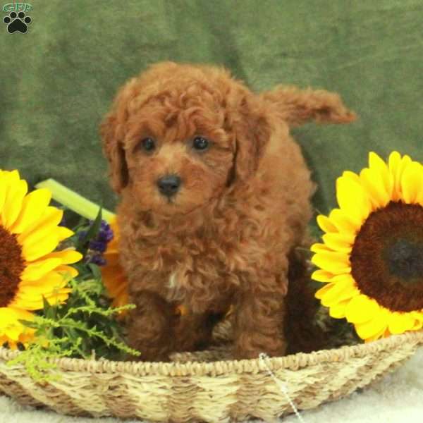 Finch, Miniature Poodle Puppy