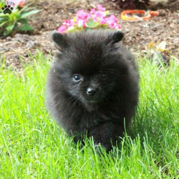 Finch, Pomeranian Puppy