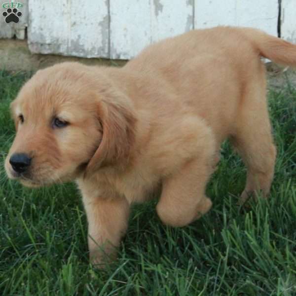 Finch, Golden Retriever Puppy