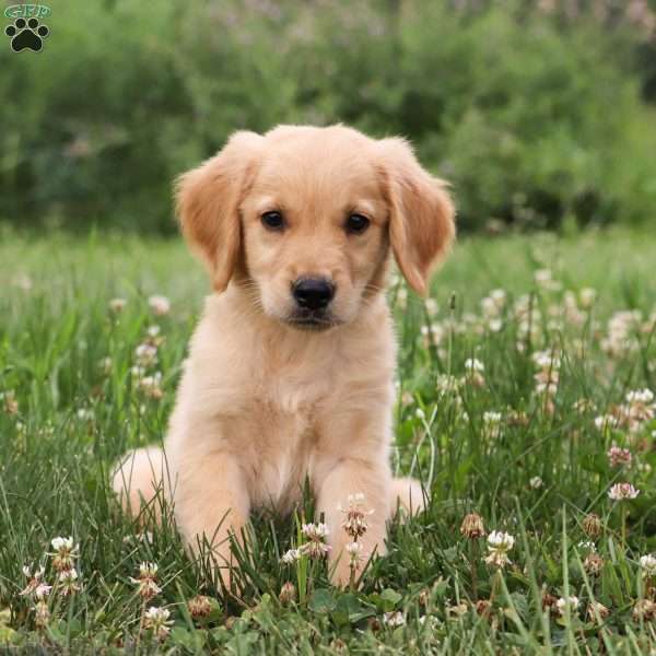 Finley, Golden Retriever Puppy