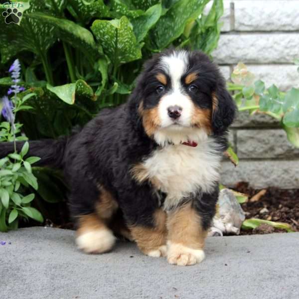 Finn, Bernese Mountain Dog Puppy