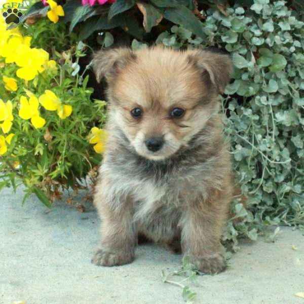 Finneas, Yorkie Pom Puppy