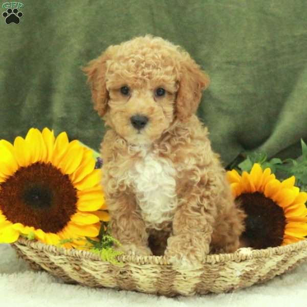 Finnick, Miniature Poodle Puppy