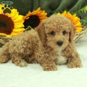 Finnick, Miniature Poodle Puppy