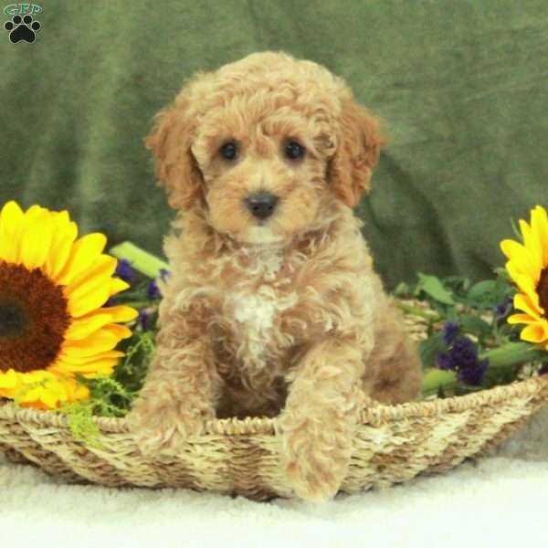 Fiona, Miniature Poodle Puppy