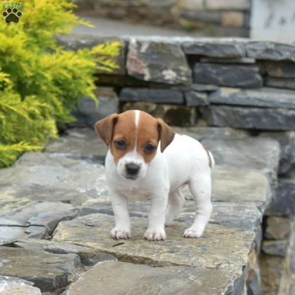 Fiona, Jack Russell Terrier Puppy