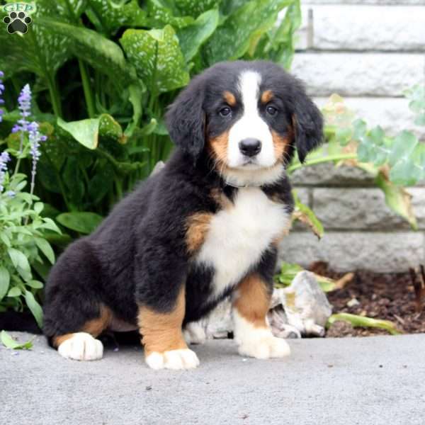 Fiona, Bernese Mountain Dog Puppy