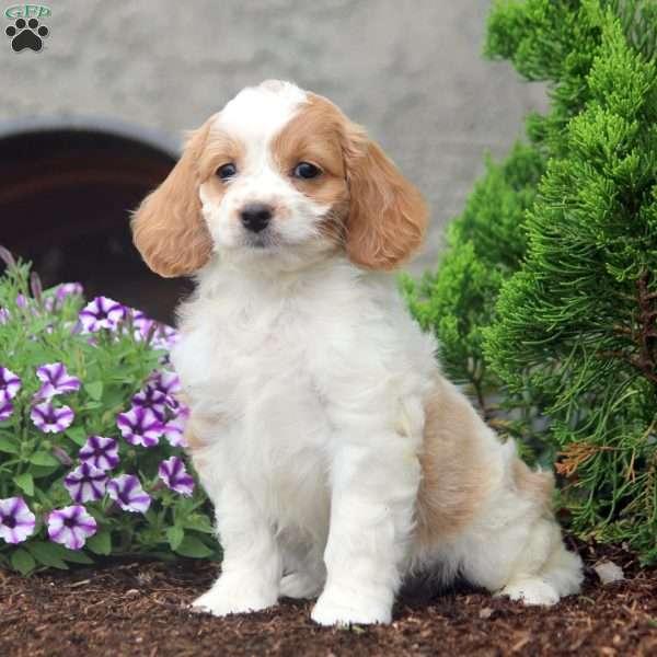 Fiona, Cockapoo Puppy