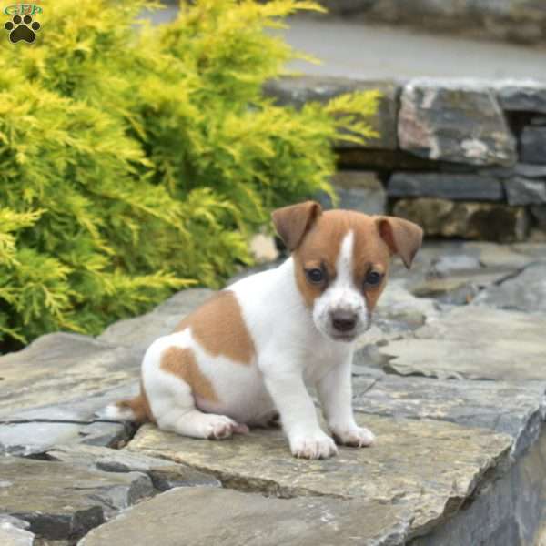 Flash, Jack Russell Terrier Puppy