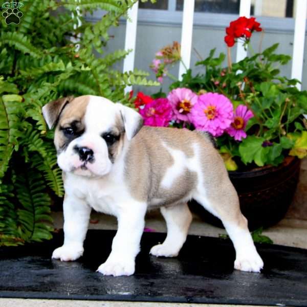 Flash, English Bulldog Puppy