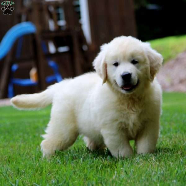 Flash, English Cream Golden Retriever Puppy