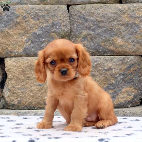 Fletcher, Cavalier King Charles Spaniel Puppy