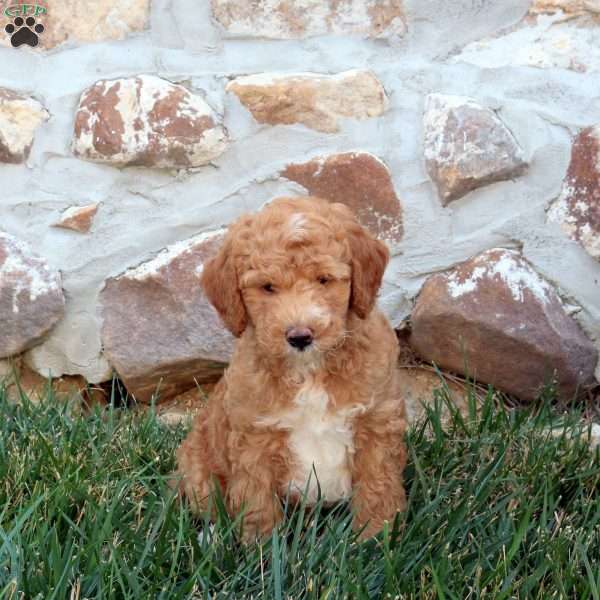 Fletcher - Mini Labradoodle Puppy For Sale in Pennsylvania