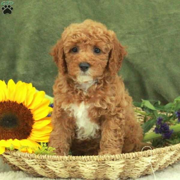 Fletcher, Miniature Poodle Puppy