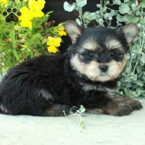 Yorkie pom orders puppies