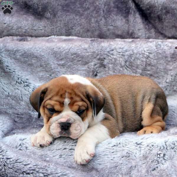 Fletcher, English Bulldog Puppy