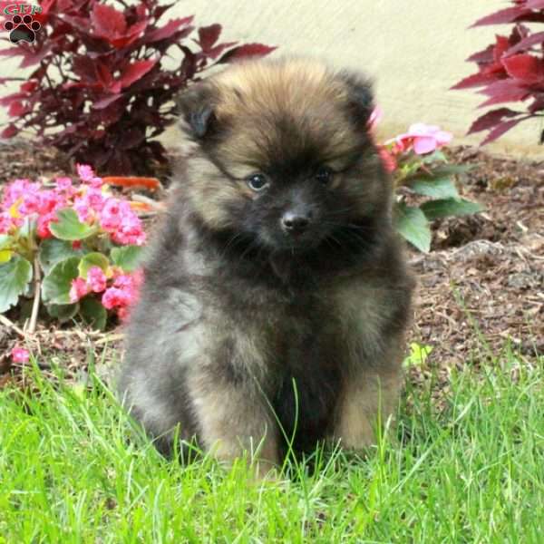 Fletcher, Pomeranian Puppy