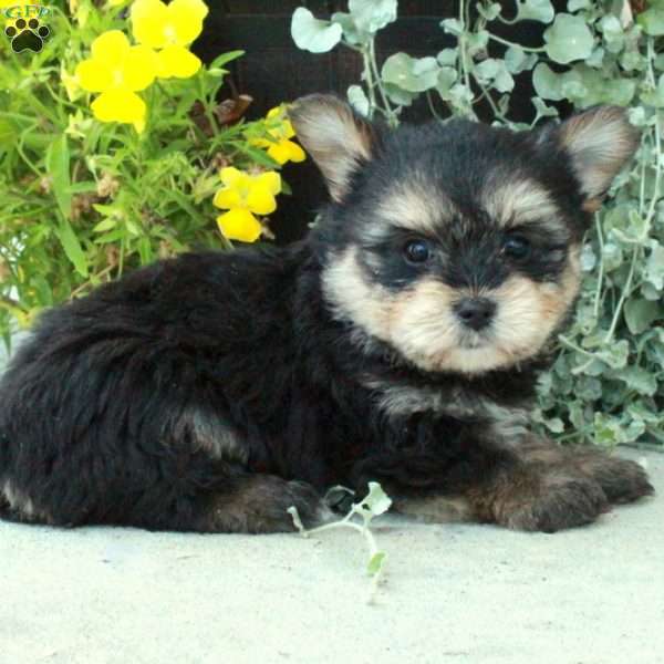 Fletcher, Yorkie Pom Puppy