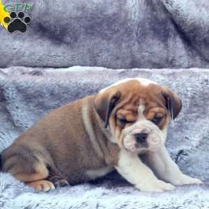 Fletcher, English Bulldog Puppy