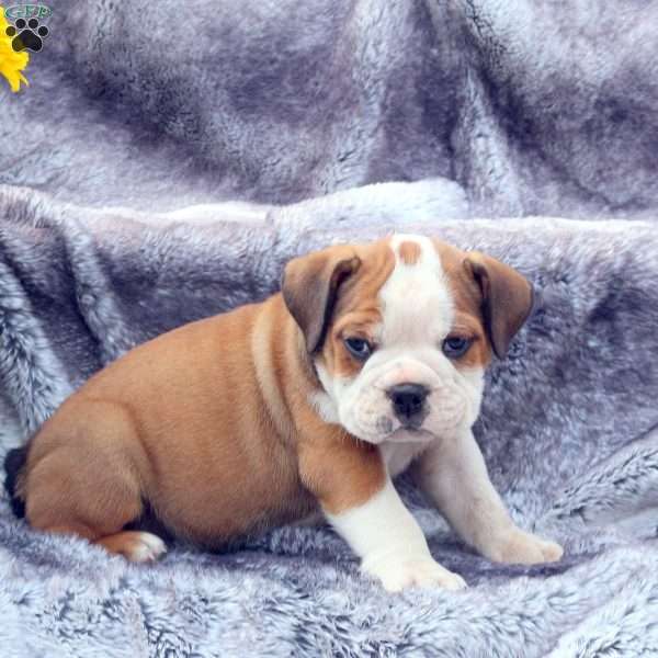 Flip, English Bulldog Puppy