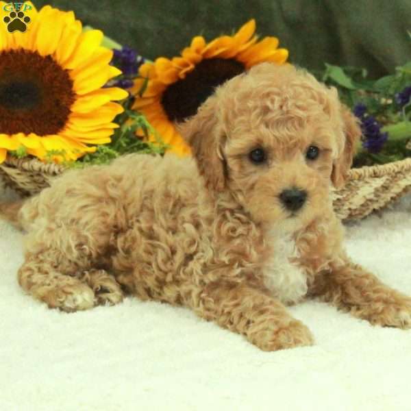 Flora, Miniature Poodle Puppy