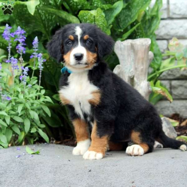 Flora, Bernese Mountain Dog Puppy