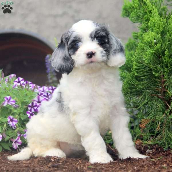 Flora, Cockapoo Puppy