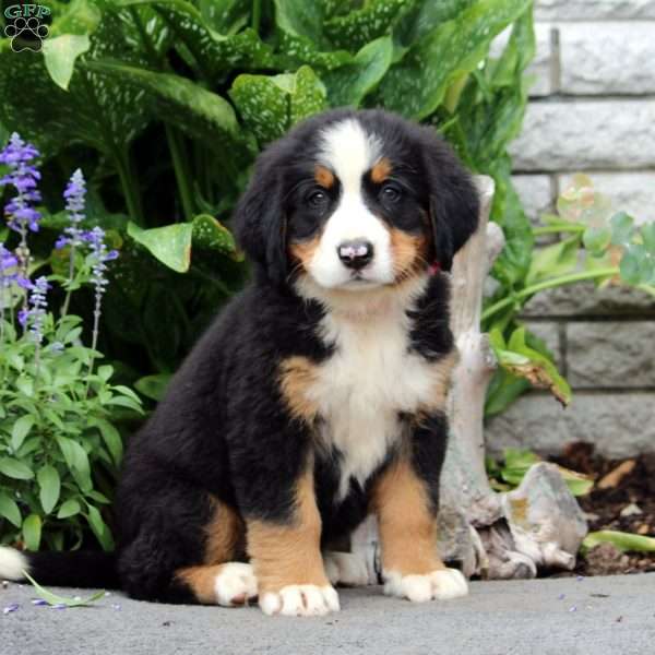 Florence, Bernese Mountain Dog Puppy