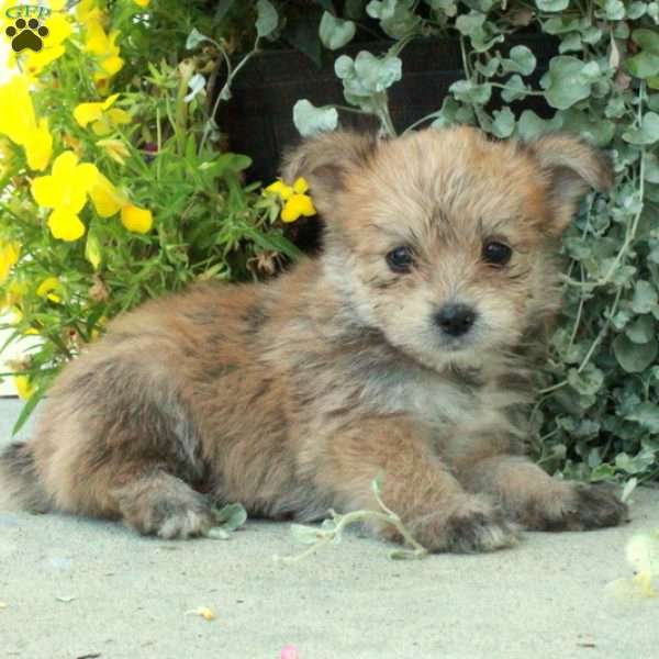 Florence, Yorkie Pom Puppy