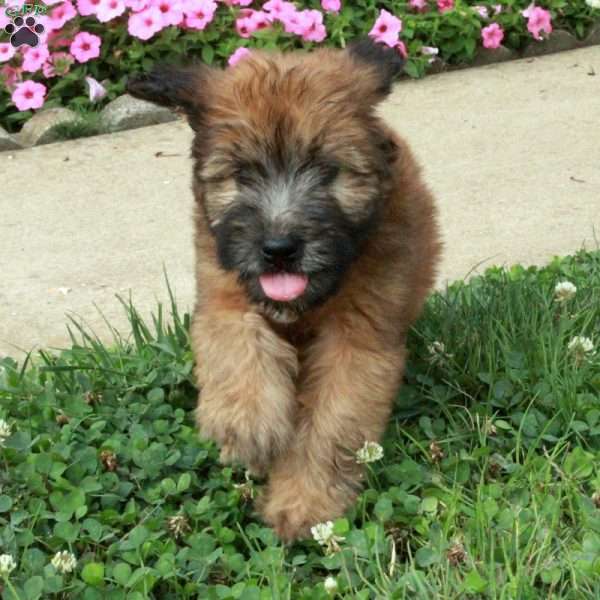 Florence, Soft Coated Wheaten Terrier Puppy