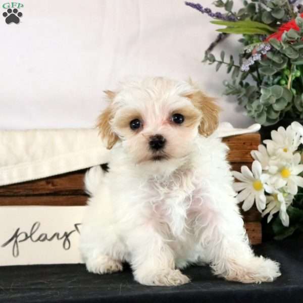 Florence, Maltipoo Puppy