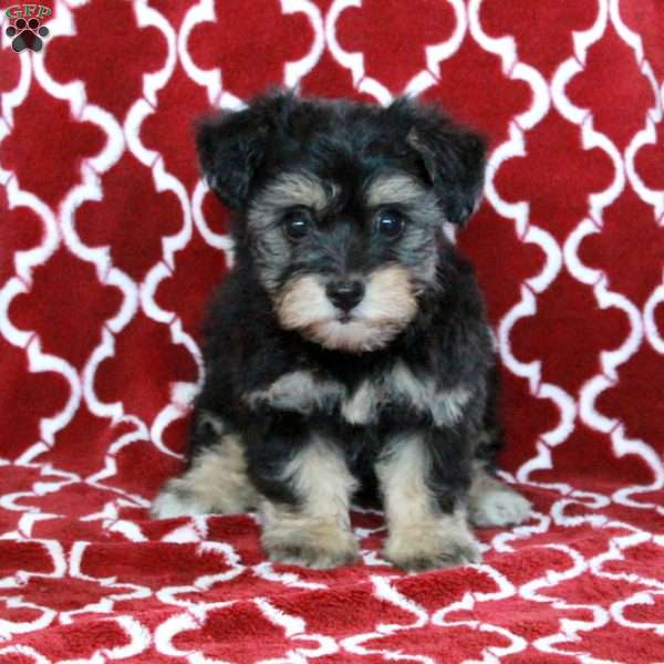 Flossie, Yorkie-Chon Puppy