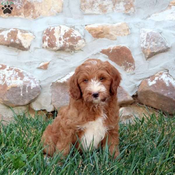 Fluffy, Mini Labradoodle Puppy