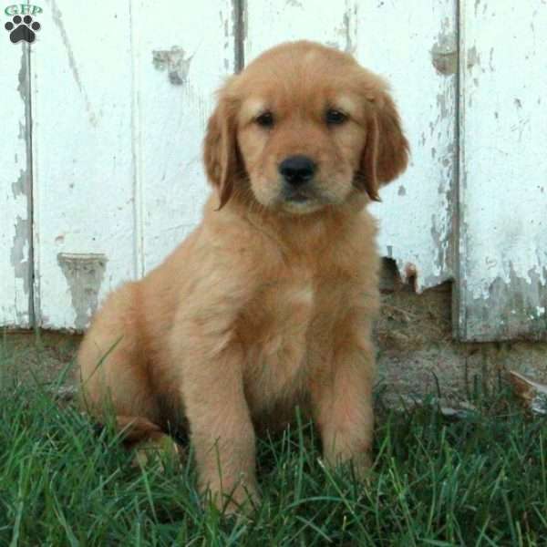 Flynn, Golden Retriever Puppy