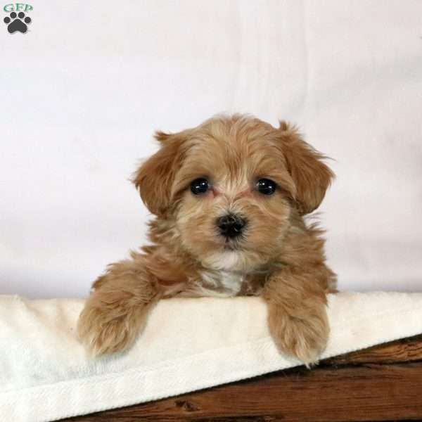 Flynn, Maltipoo Puppy