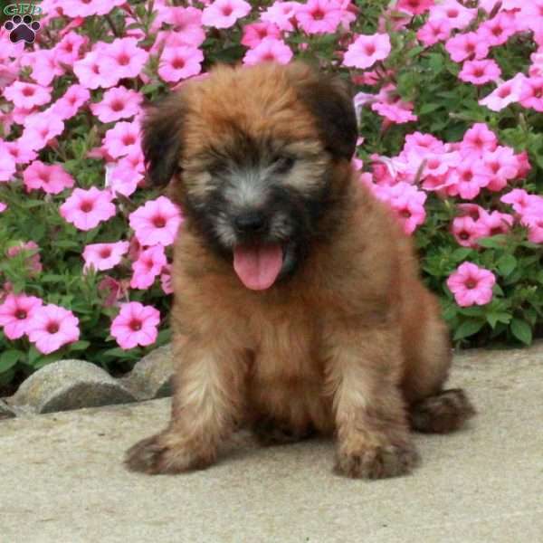 Fontaine, Soft Coated Wheaten Terrier Puppy