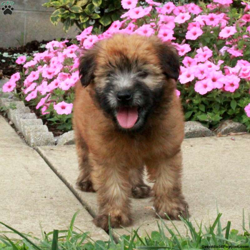 Fontaine - Soft Coated Wheaten Terrier Puppy For Sale in Pennsylvania