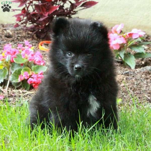 Forest - Pomeranian Puppy For Sale in Pennsylvania