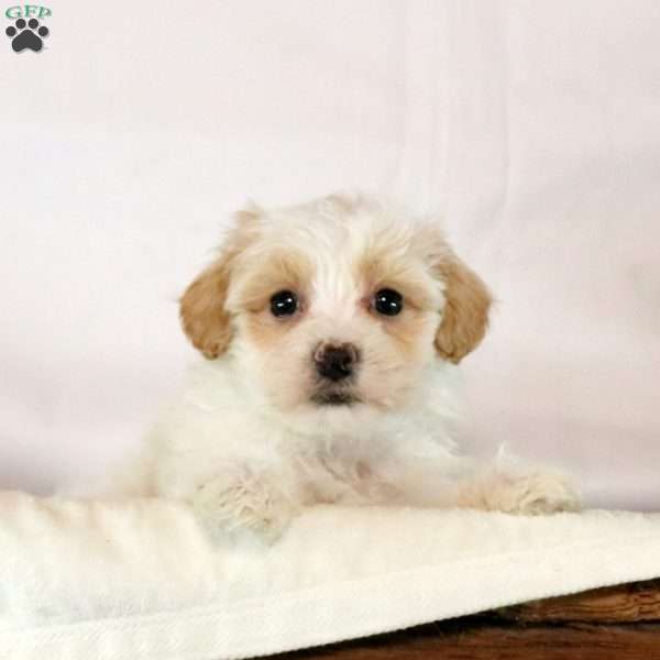 Foster, Maltipoo Puppy