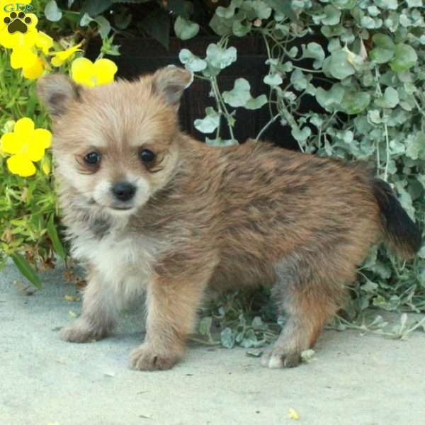 Foxy, Yorkie Pom Puppy